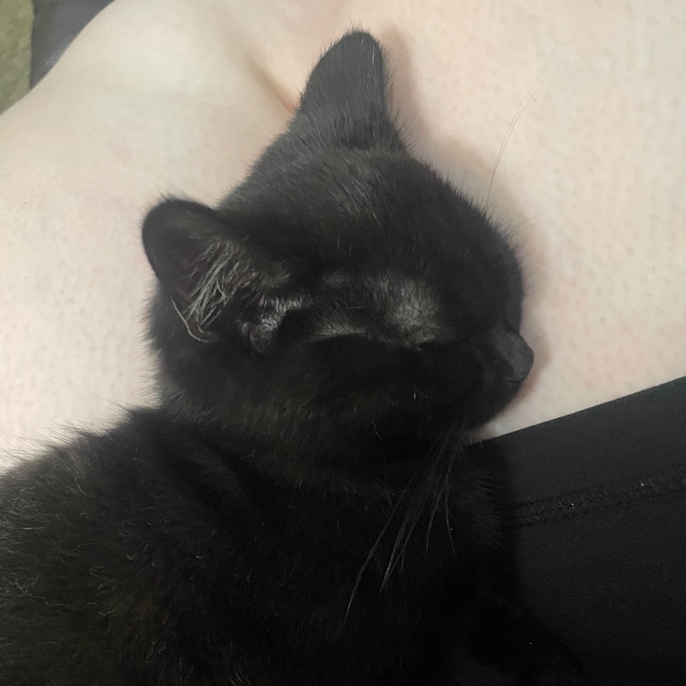 Meet your Posher, Dorothy